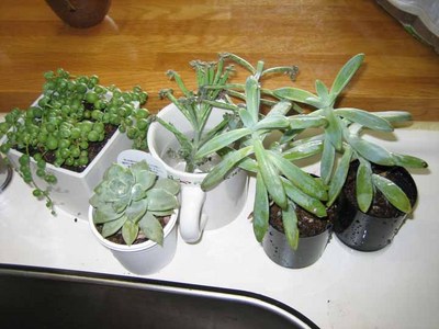 IMG_2767.jpg