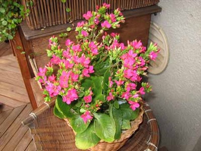 IMG_3186.jpg